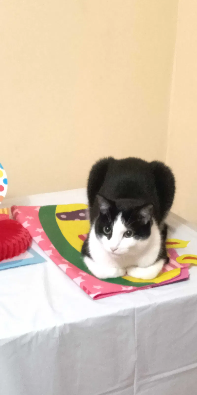Lost cat in Chicago, IL, 60630