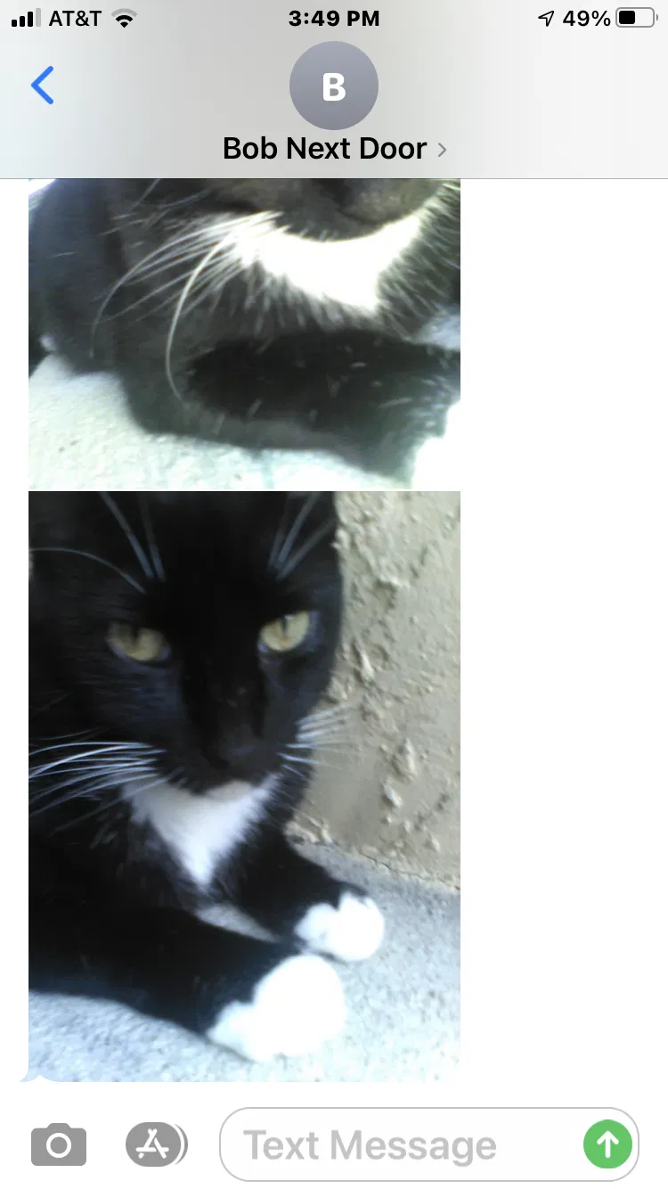 Lost cat in Sanford, FL, 32773