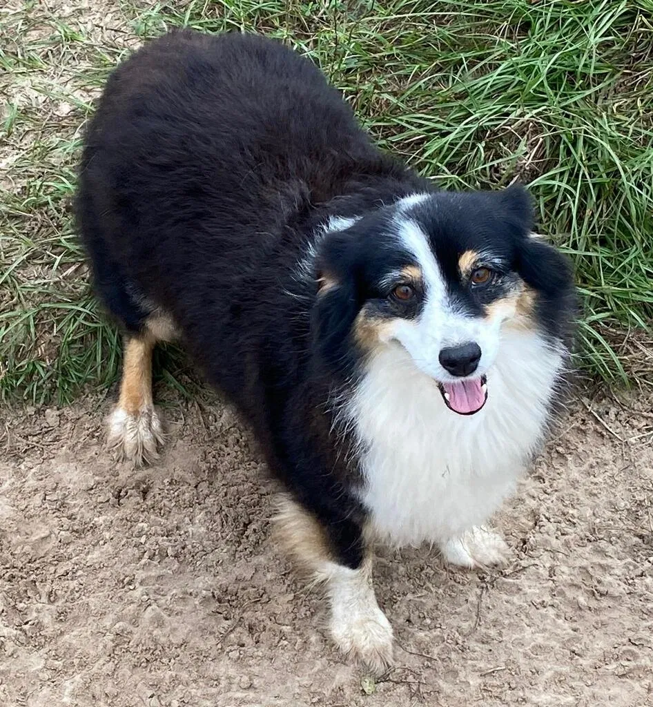 Lost dog in Brooksville, FL, 34613