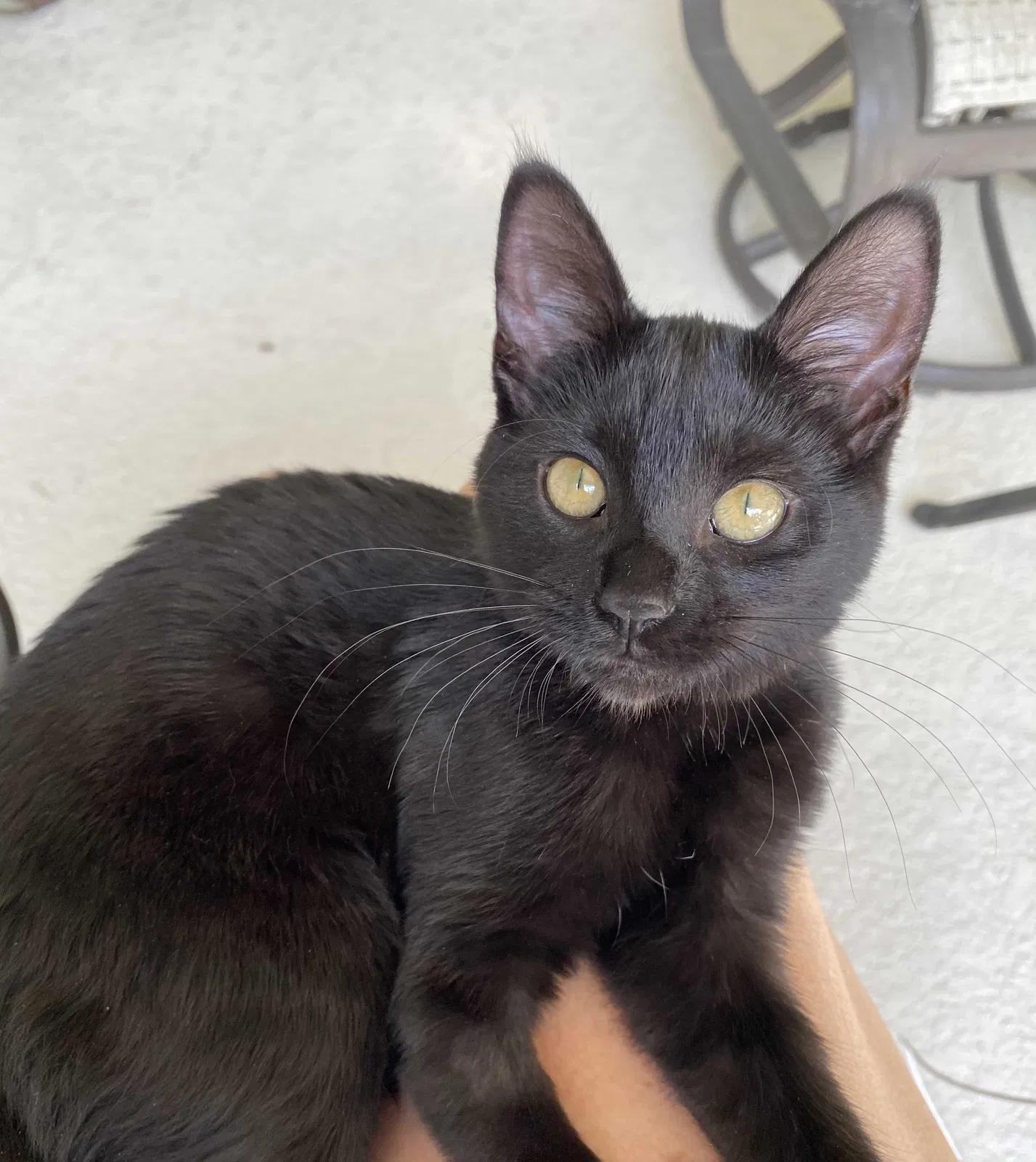 Found cat in Winter Garden, FL, 34787