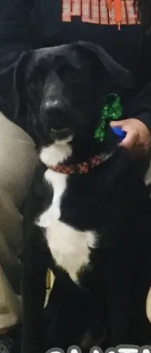 Lost dog in District Heights, MD, 20747