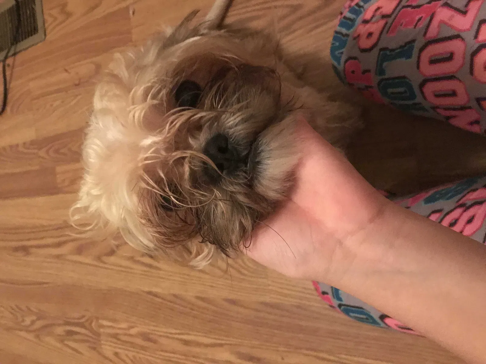 Lost dog in Wellford, SC, 29385