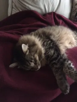 Lost cat in Gulfport, MS, 39507