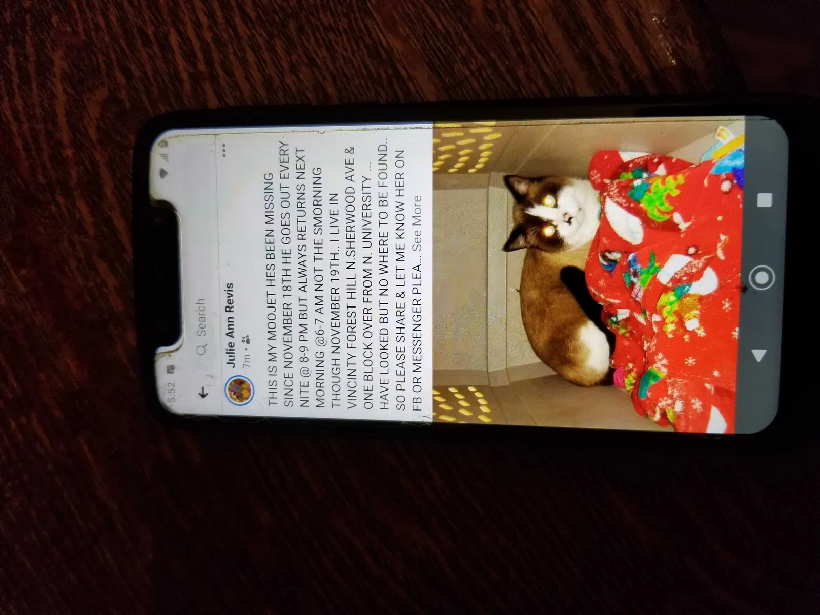 Lost cat in Peoria, IL, 61604