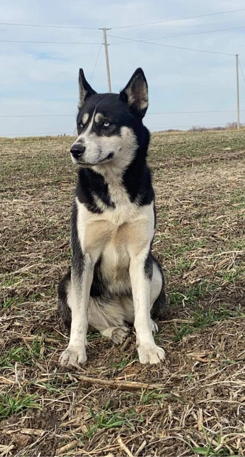 Found dog in Hubbard, IA, 50122