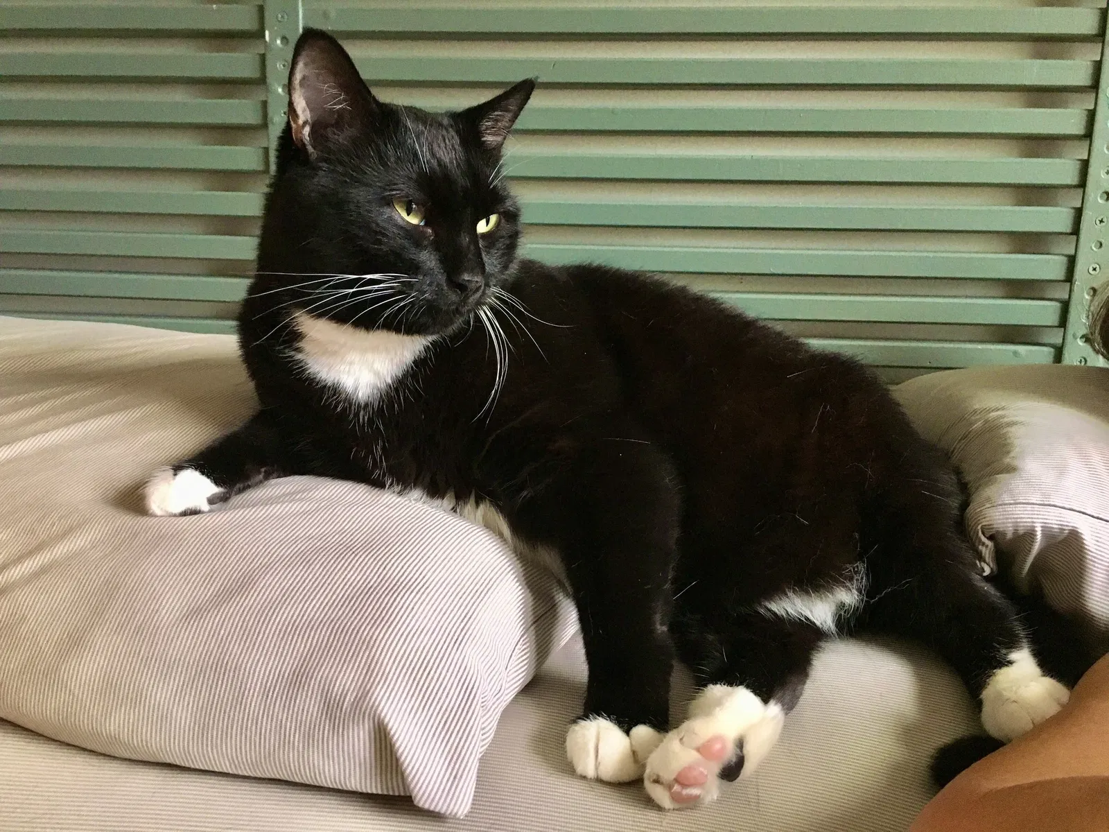 Lost cat in Round Rock, TX, 78664