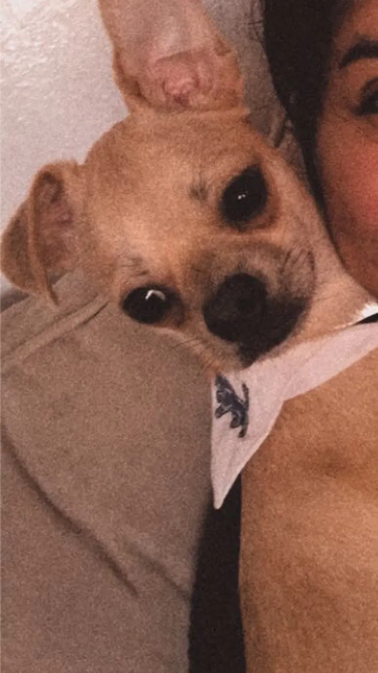 Lost dog in Laredo, TX, 78040