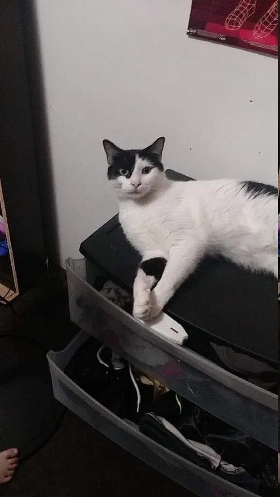 Lost cat in New Port Richey, FL, 34652