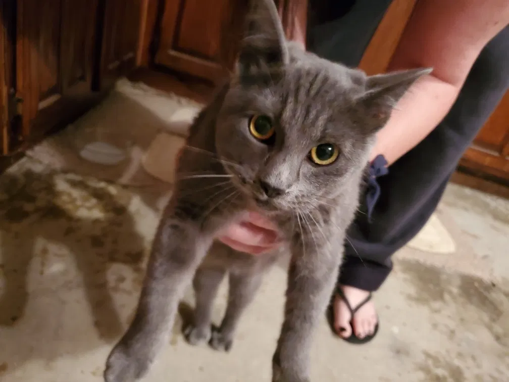 Found cat in Checotah, OK, 74426