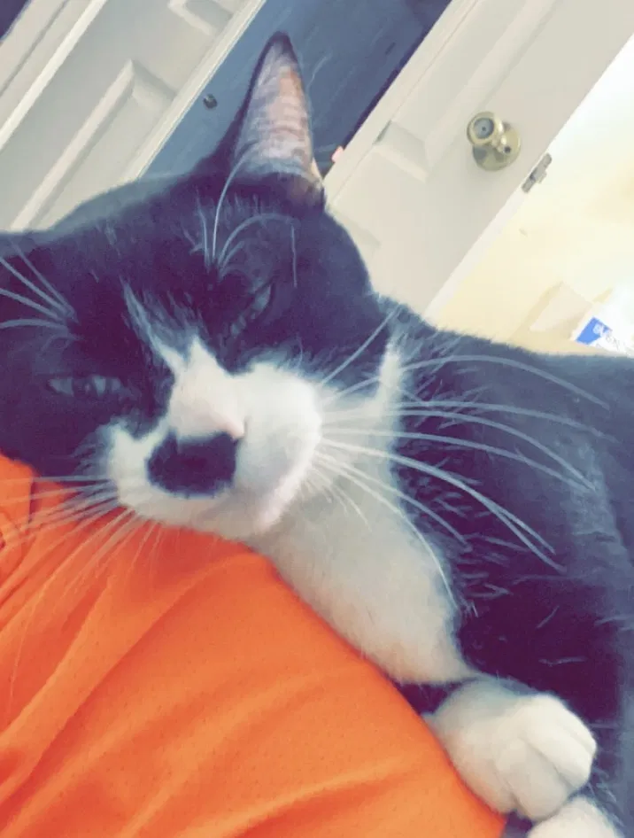 Lost cat in Inverness, FL, 34453