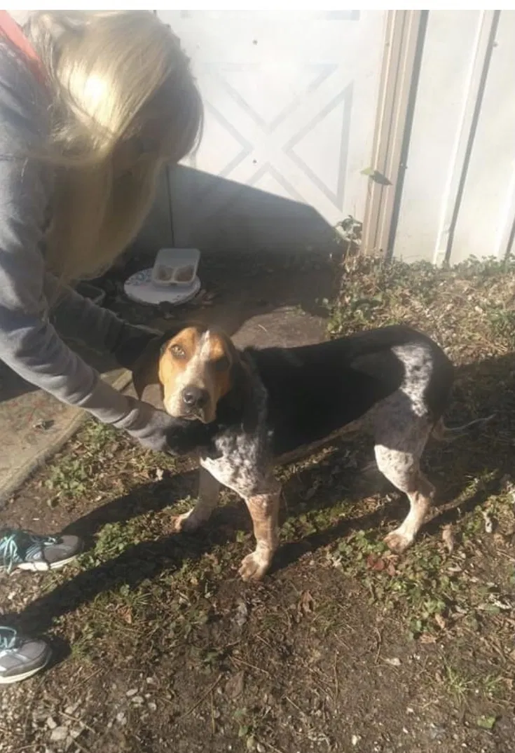 Found dog in Livingston, KY, 40445