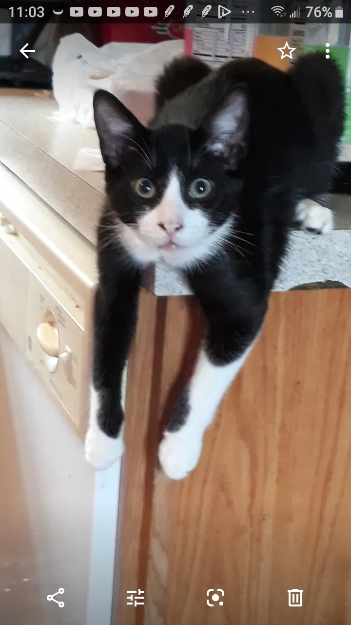 Lost cat in White Lake, MI, 48383