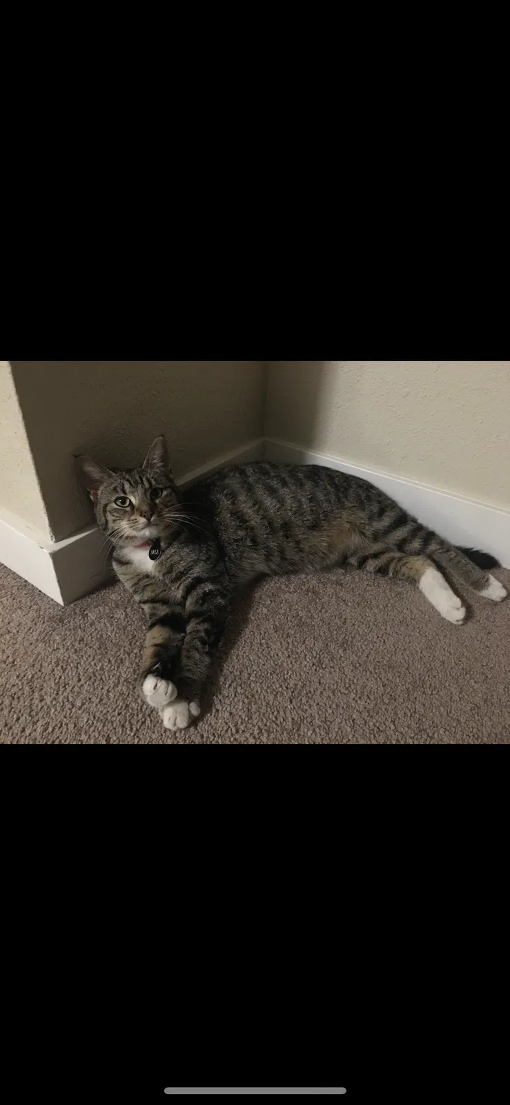 Lost cat in Lynnwood, WA, 98036