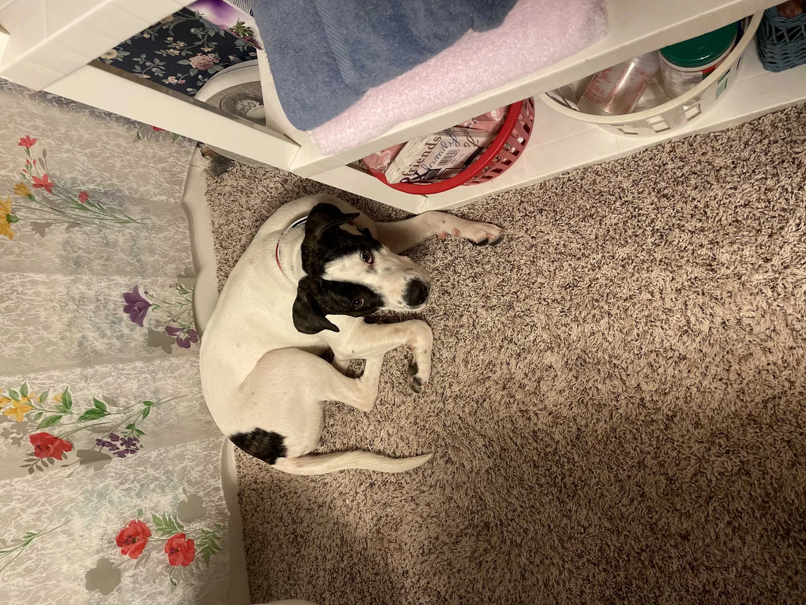 Found dog in Tulsa, OK, 74137