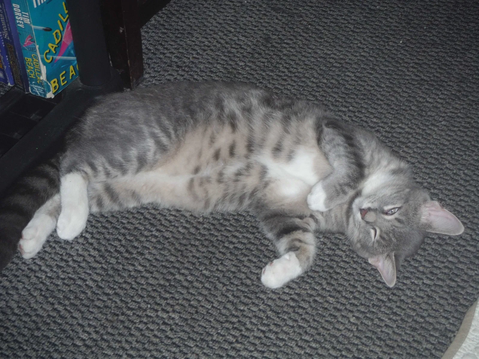 Lost cat in Pittston, PA, 18640