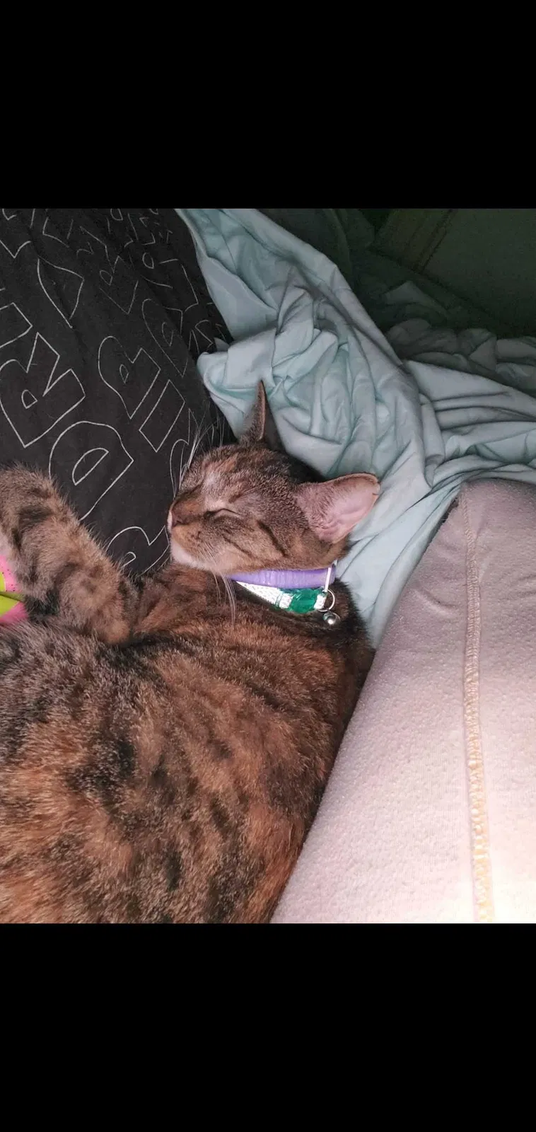Lost cat in Dothan, AL, 36301