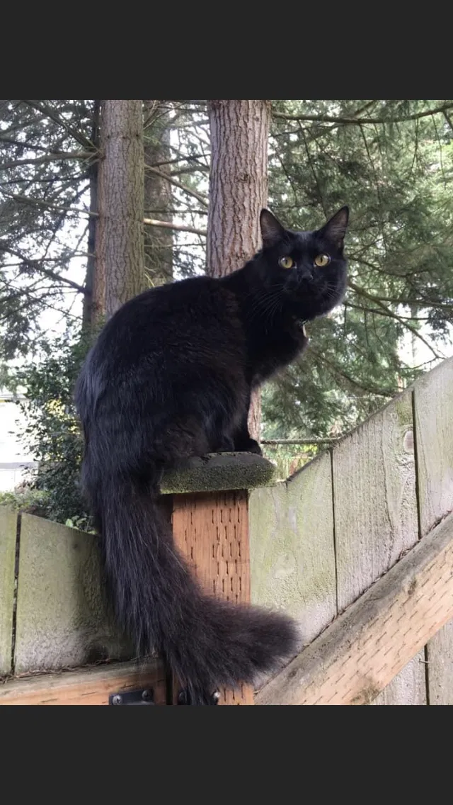 Lost cat in Lynnwood, WA, 98037