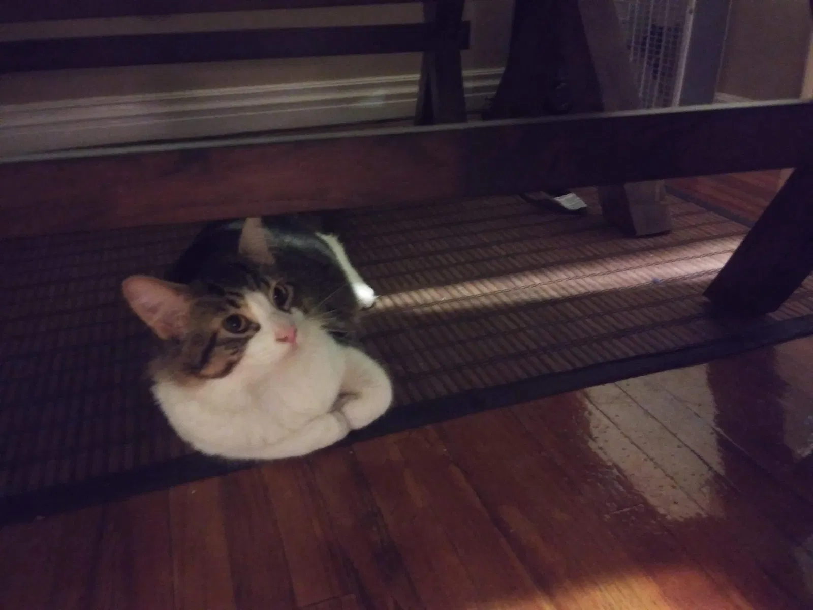 Lost cat in Tulsa, OK, 74107