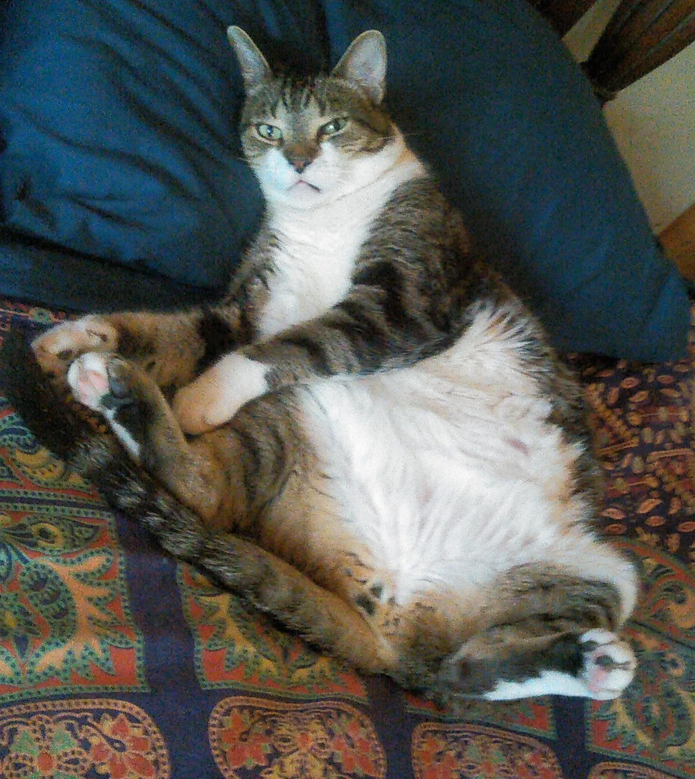 Lost cat in Port Isabel, TX, 78578