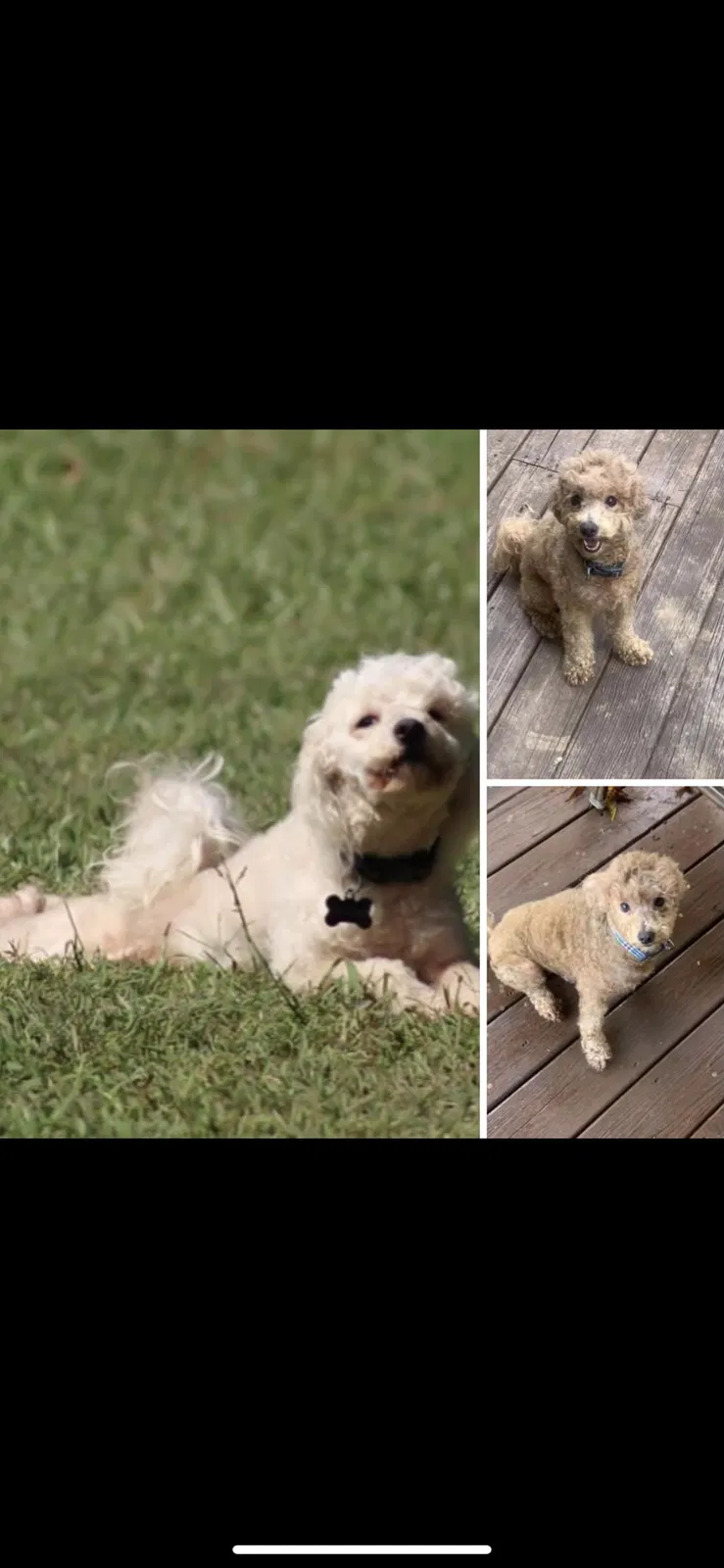 Lost dog in Mableton, GA, 30126