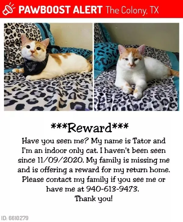Lost cat in The Colony, TX, 75056