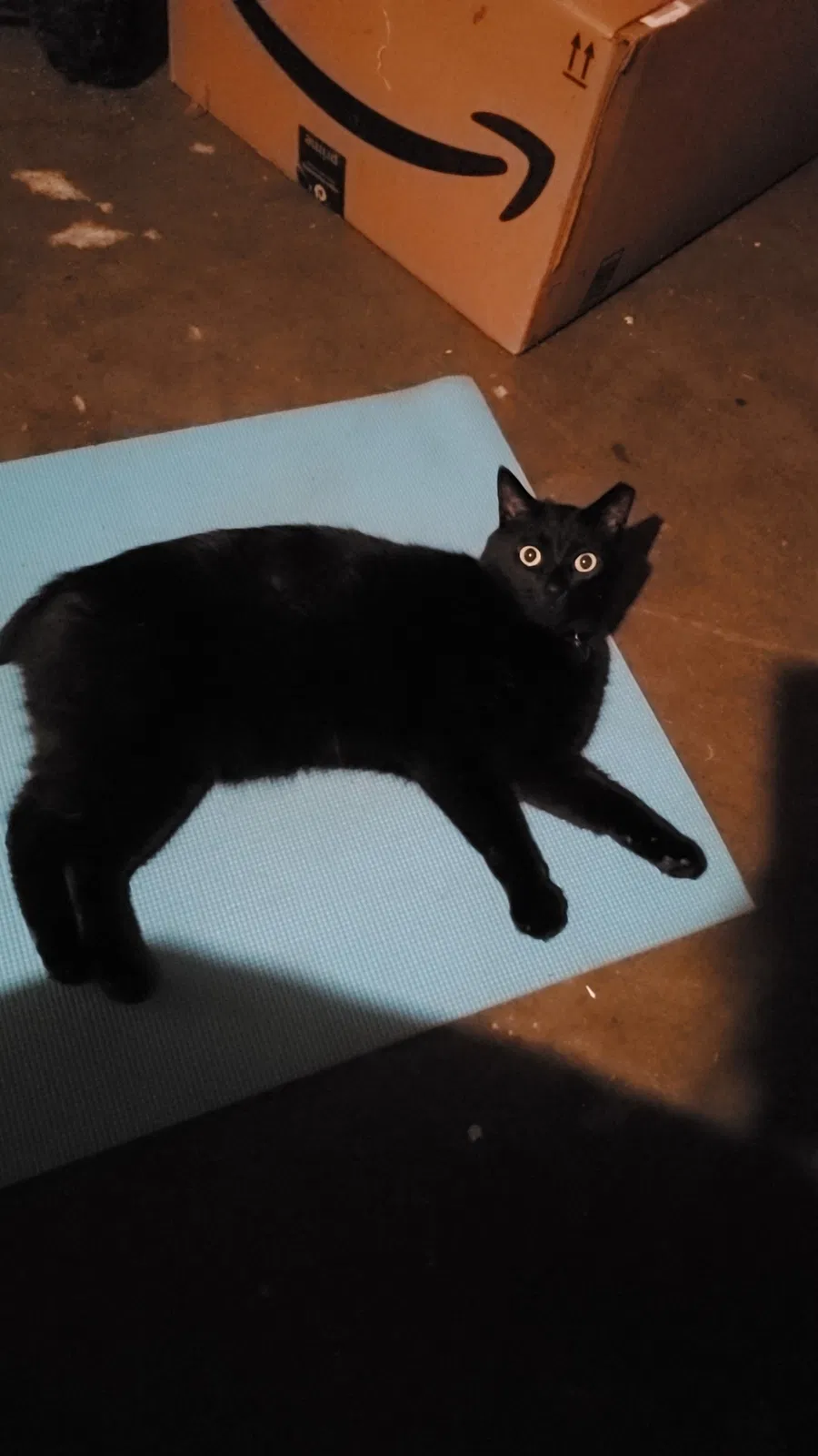 Lost cat in Mountlake Terrace, WA, 98043