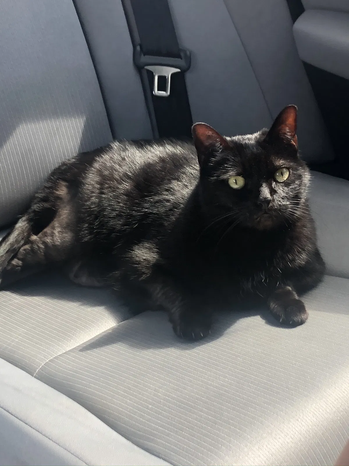 Lost cat in Hollywood, FL, 33026