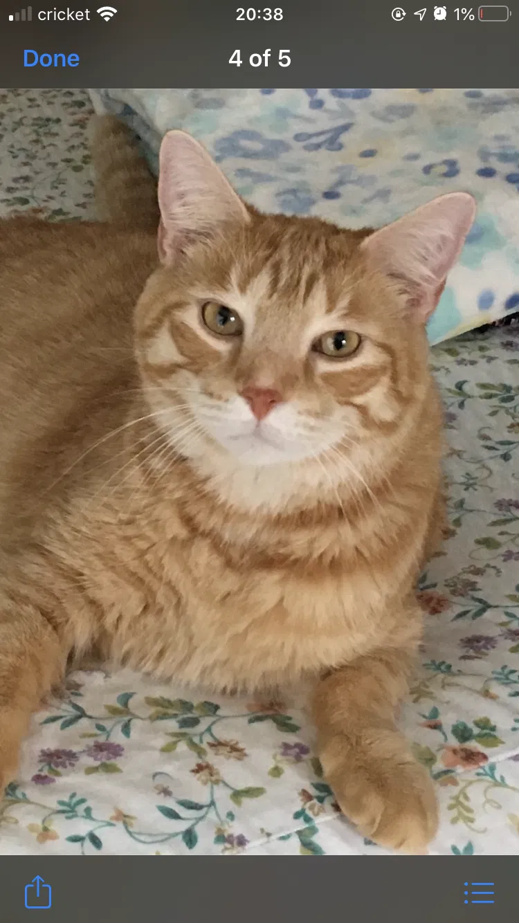 Lost cat in Suffolk, VA, 23433