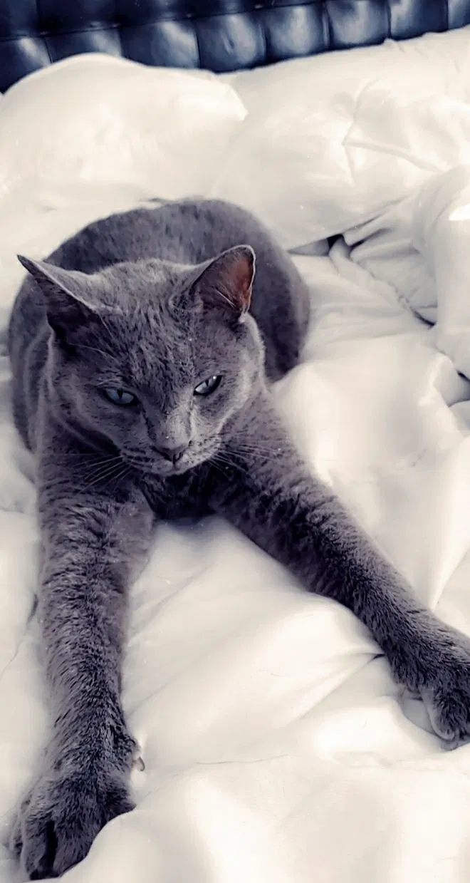 Lost cat in Indian Trail, NC, 28079