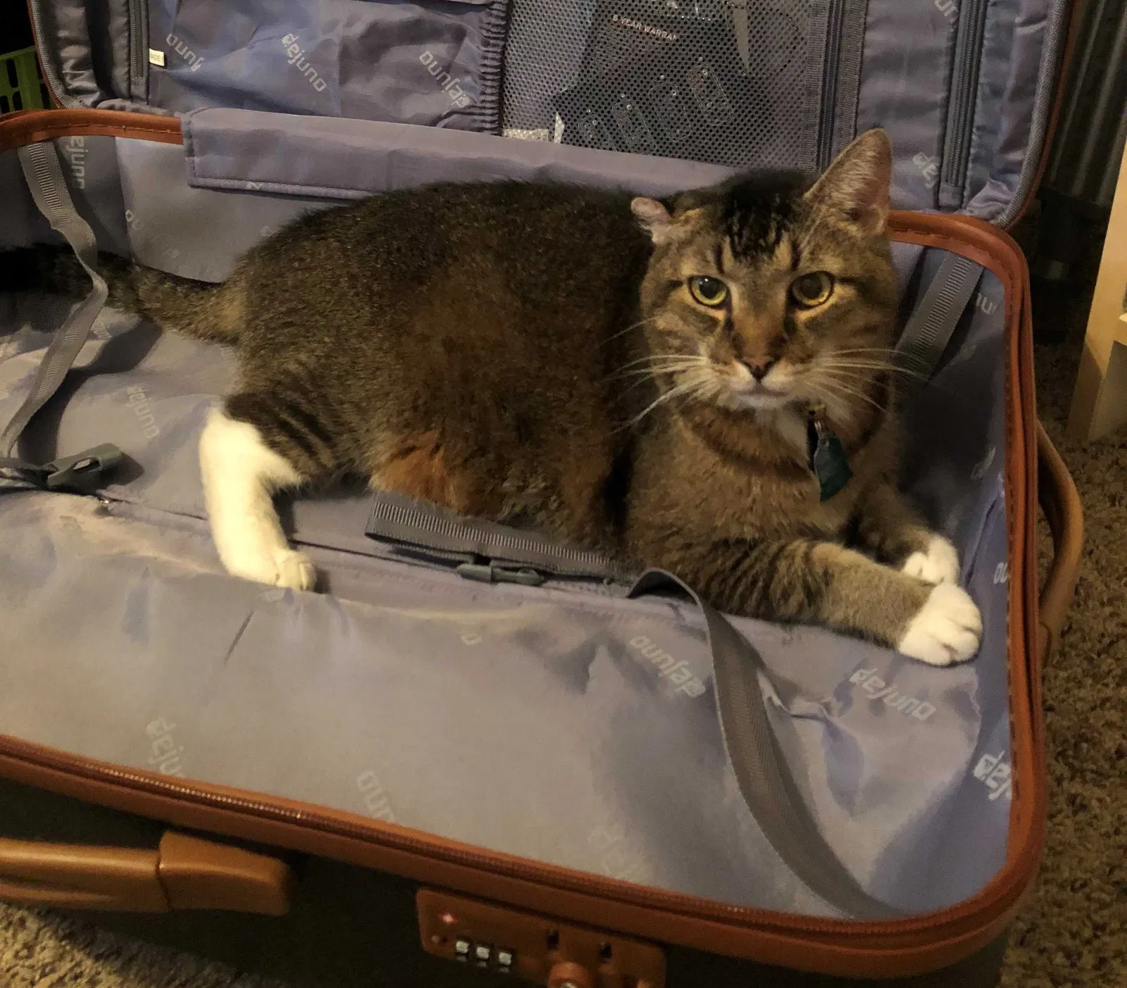 Lost cat in Mesa, AZ, 85205