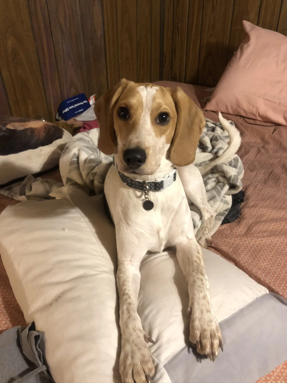 Lost dog in Rapid City, SD, 57701