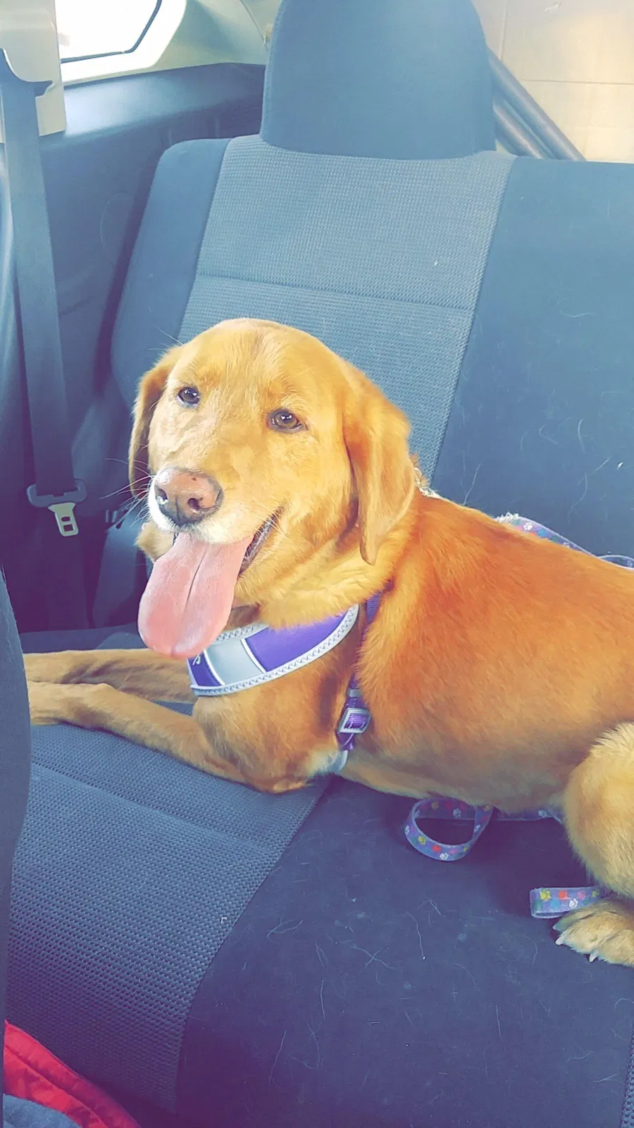 Lost dog in Roseville, MI, 48066