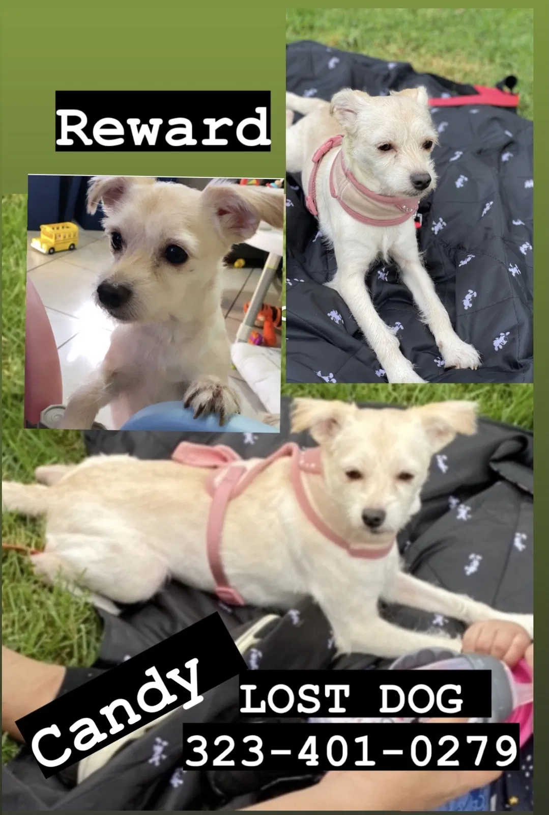 Lost dog in Huntington Park, CA, 90255