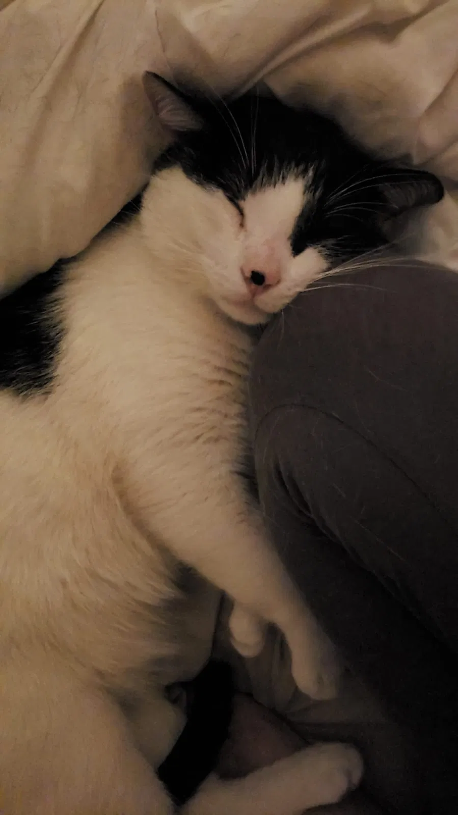 Lost cat in Fontana, CA, 92336