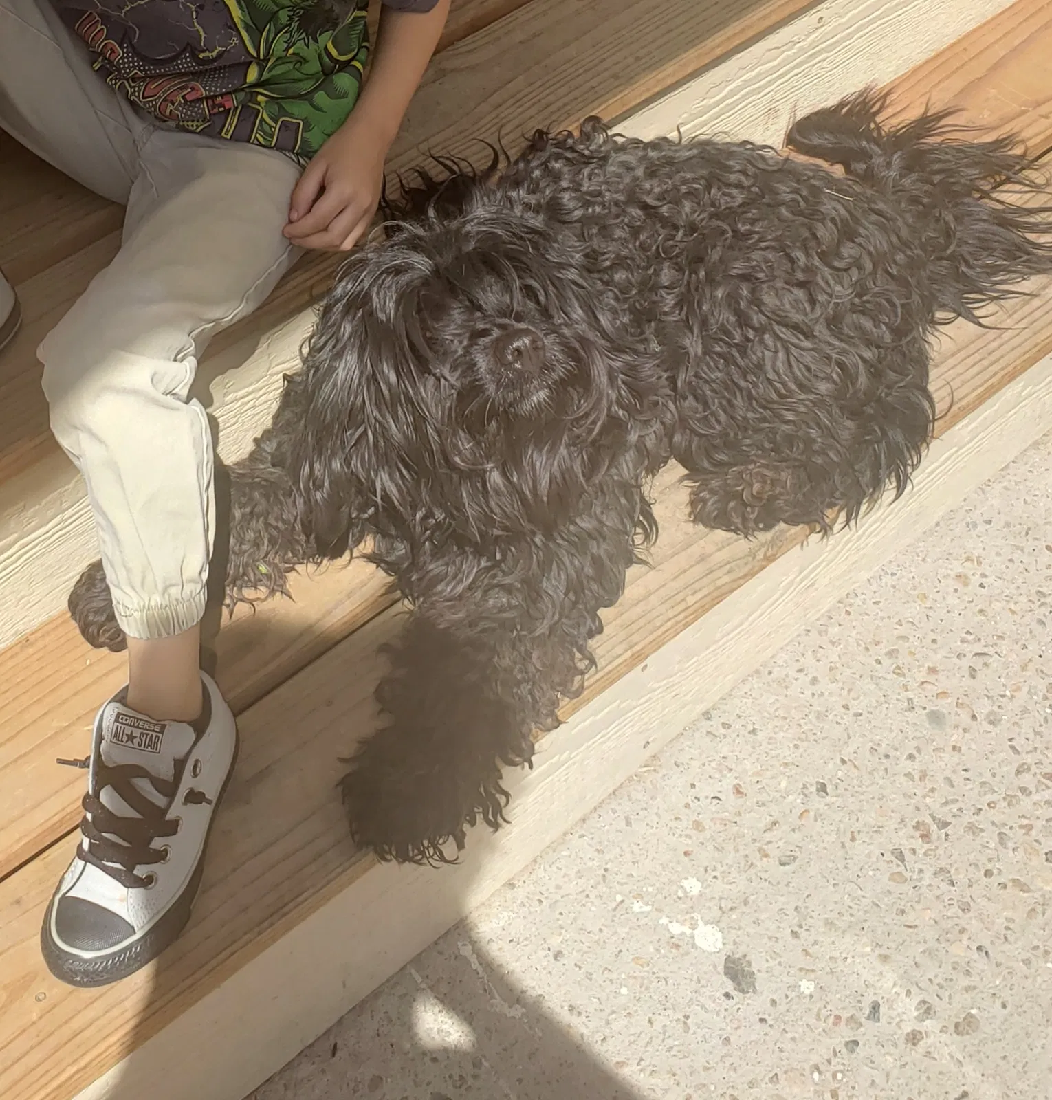 Lost dog in Aurora, CO, 80011