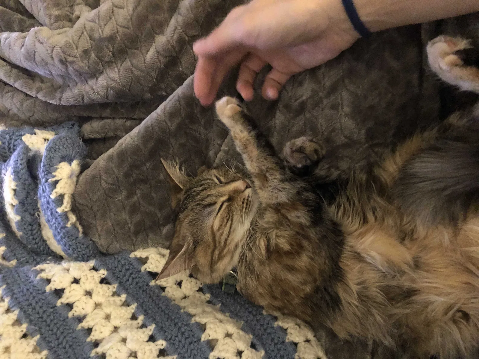 Lost cat in Sevierville, TN, 37862