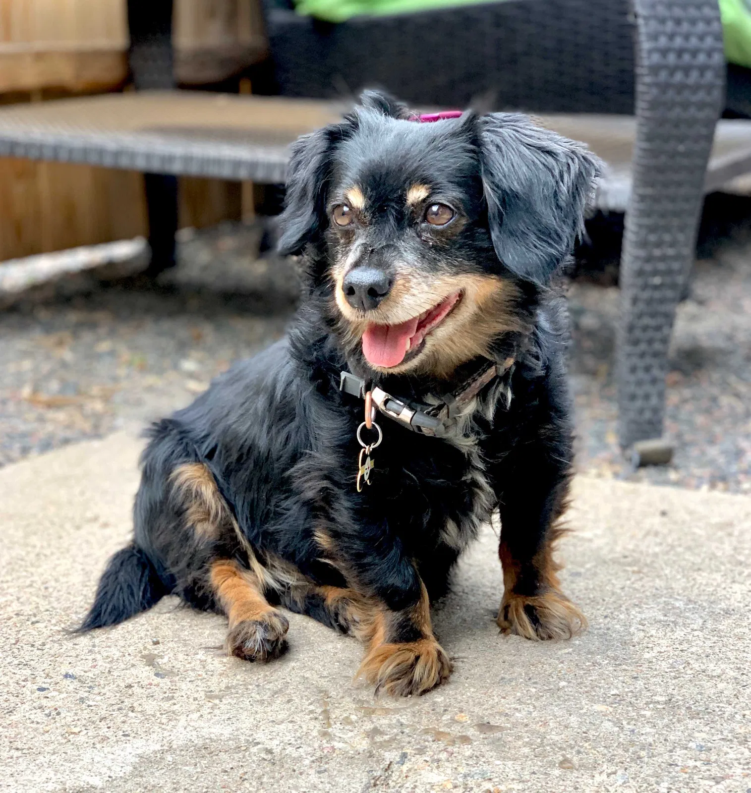 Lost dog in Fort Lupton, CO, 80621