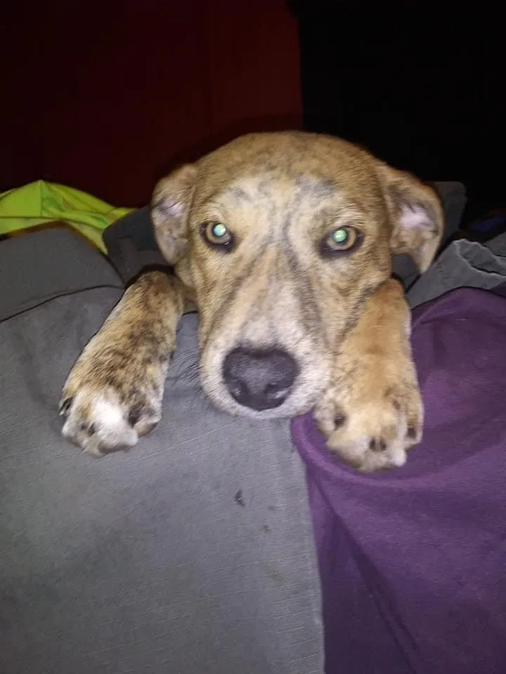 Lost dog in Rock Spring, GA, 30739