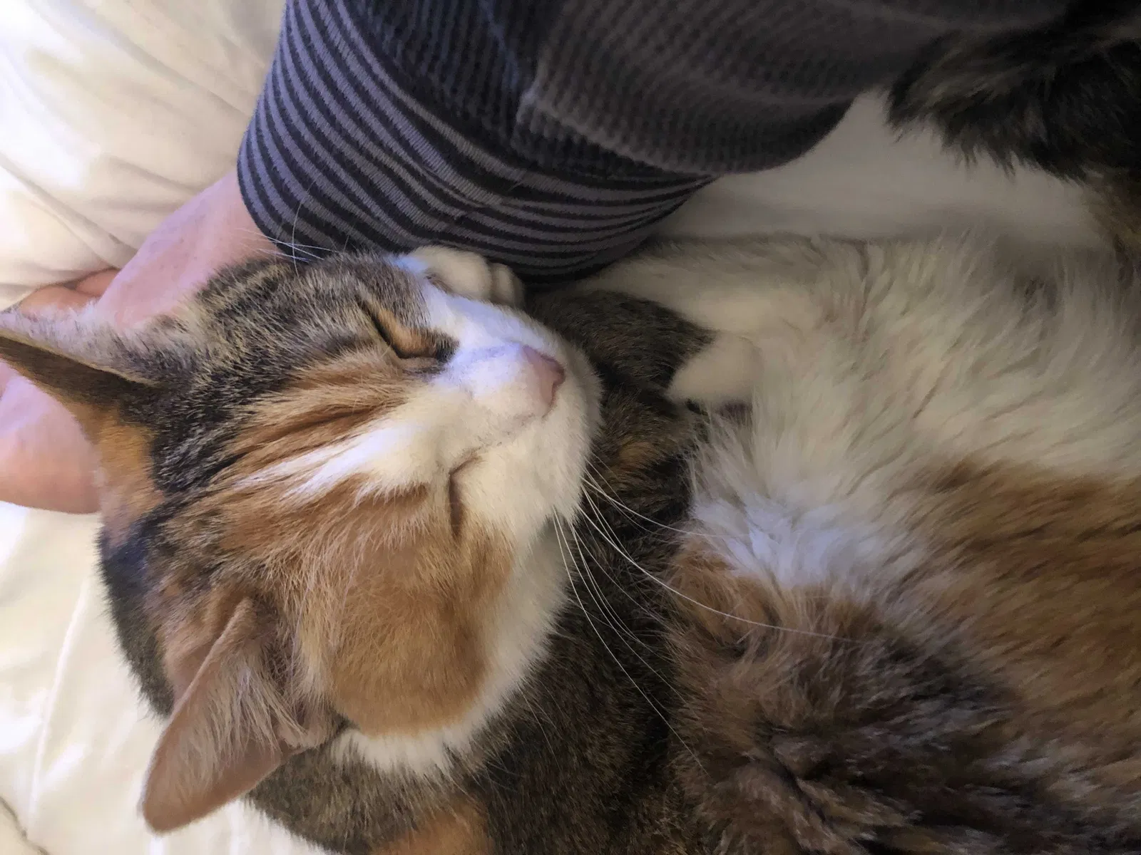 Lost cat in Alameda, CA, 94501