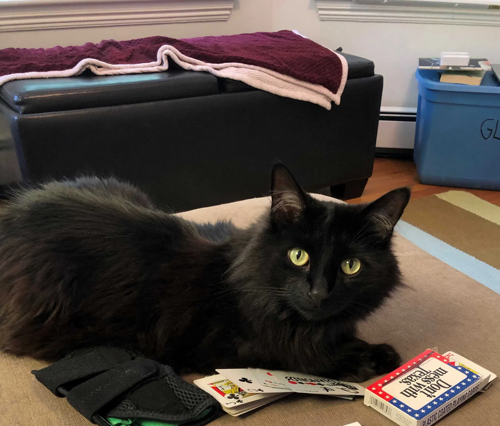 Lost cat in Boston, MA, 2127