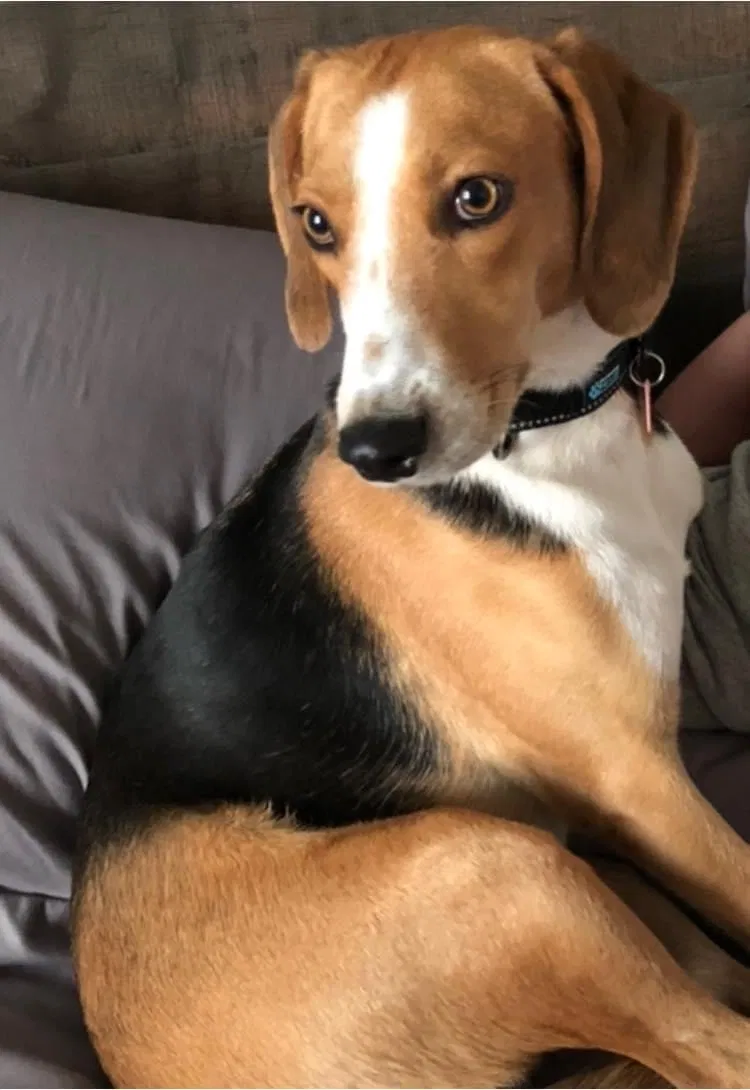 Lost dog in North Myrtle Beach, SC, 29582