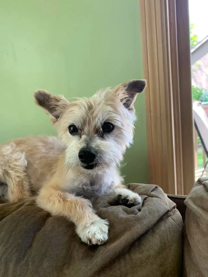 Lost dog in Circle Pines, MN, 55014