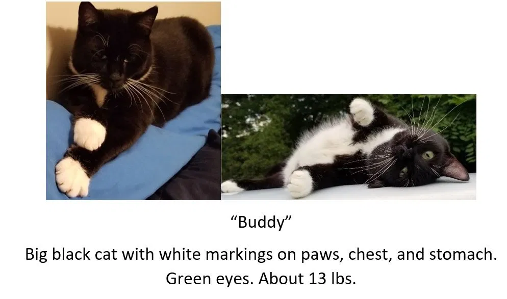 Lost cat in Anderson, SC, 29626