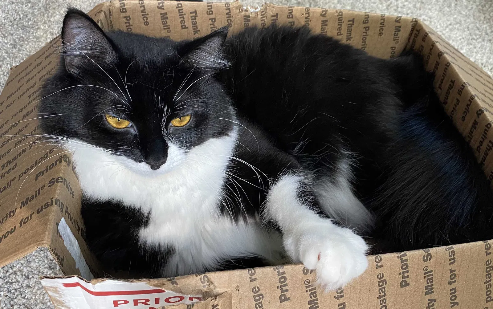 Lost cat in Greensboro, NC, 27410