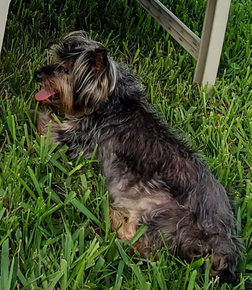 Lost dog in Gibsonton, FL, 33534