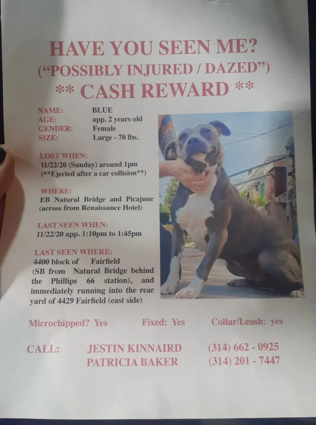 Lost dog in Saint Louis, MO, 63114