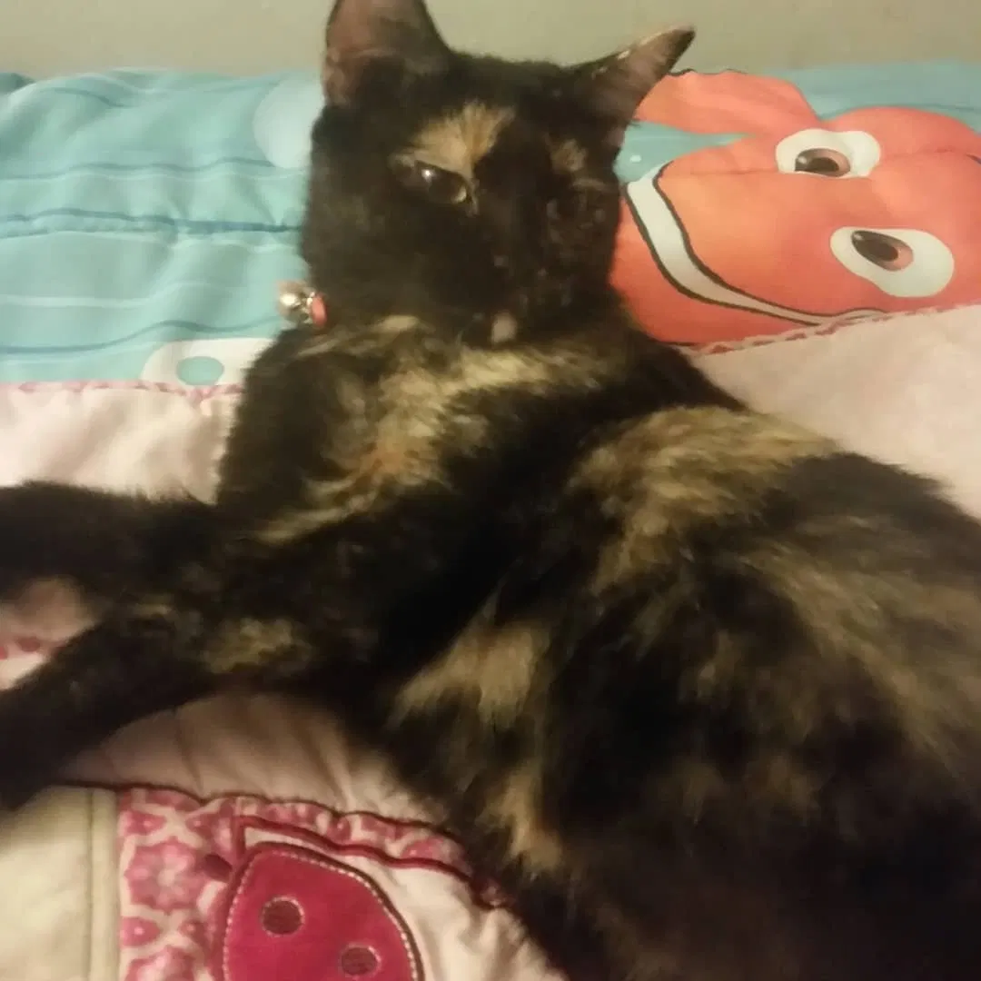 Lost cat in Hartford, CT, 6112