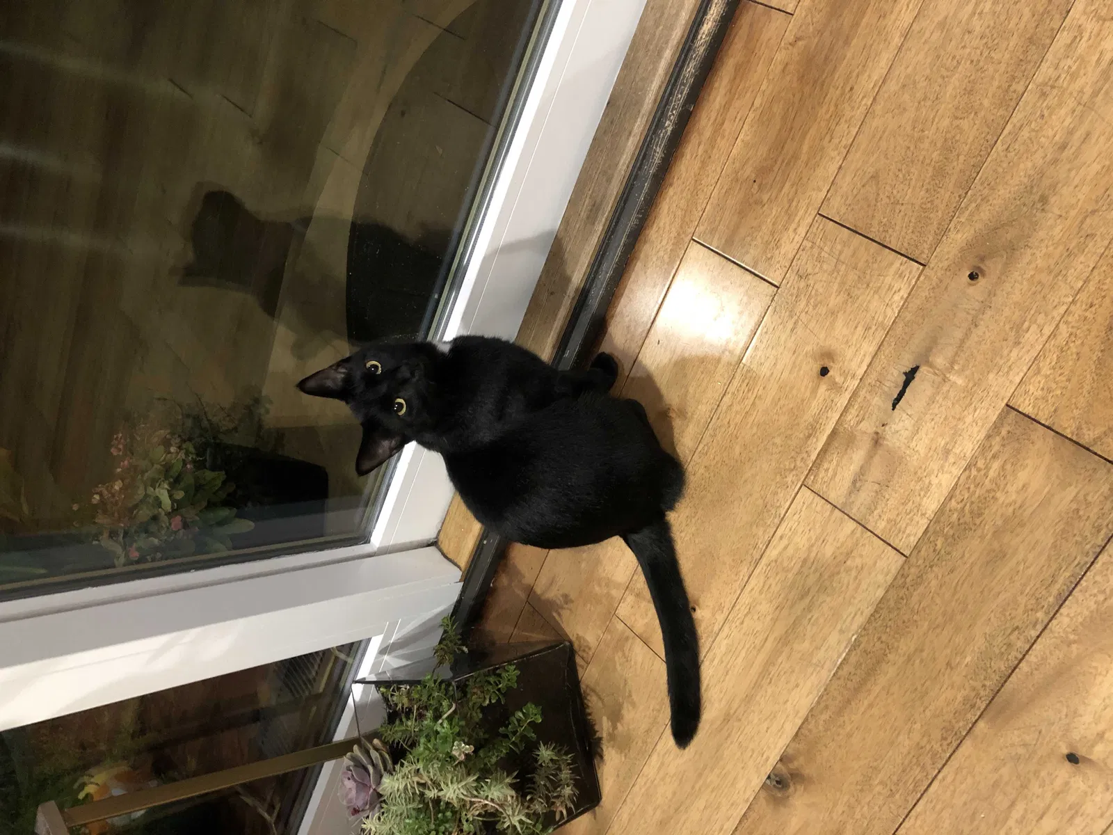 Lost cat in Powell, OH, 43065
