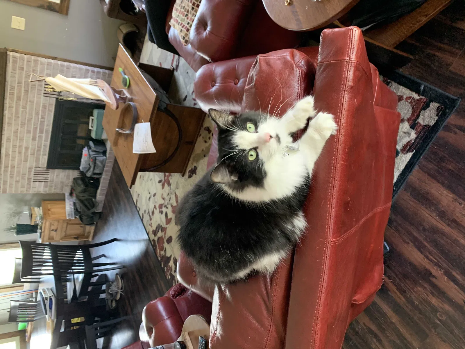 Lost cat in Uniondale, IN, 46791