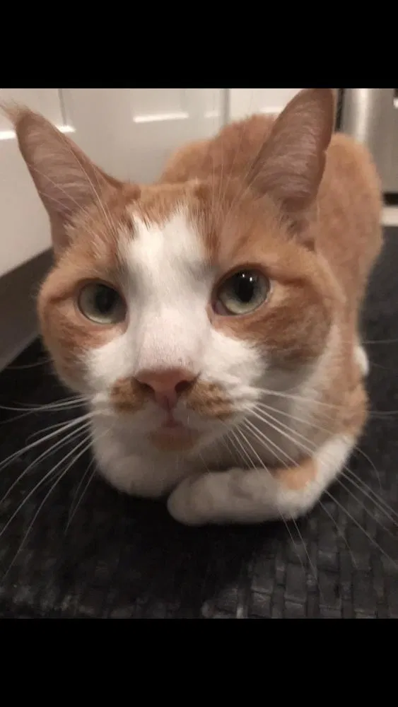 Lost cat in Palm Bay, FL, 32905
